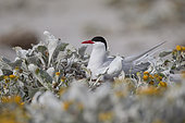 South American tern (Sterna hirundinacea), Sea lion island, Falkland, January 2018