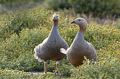 Ruddy-headed goose (Chloephaga rubidiceps), Sea Lion island, Falkland, January 2018