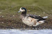 Chiloe wigeon (Anas sibilatrix) in a freshwater pond, Sea lion island, Falkland, January 2018