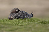 Resting Falkland flightless steamer duck, Sea Lion island, Falkland, January 2018