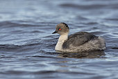Silvery grebe (Podiceps occipitalis), Sea Lion island, Falkland, January 2018