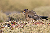 Falkland thrush (Turdus falcklandii), Sea Lion island, Falkland, January 2018
