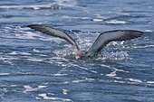 Scopoli's shearwater (Calonectris diomedea), Italy, May 2018