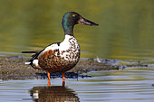 Northern shoveler (Spatula clypeata), Italy, May 2018