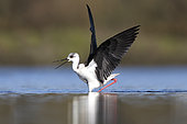 Black-winged stilt (Himantopus himantopus), Circeo national Park, latium Italy, May 2016