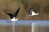 Black-winged stilt (Himantopus himantopus), Circeo national Park, latium Italy, May 2016