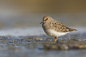 Temmink's stint (Calidris temminckii), Circeo national Park, Italy, April 2016