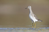 Wood sandpiper, Circeo National Park, Italy, April 2016
