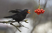 Black bird (Turdus merula) eating European mountain ash (Sorbus aucuparia) berries on a branche, Parc naturel régional des Vosges du Nord, France