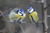 Blue tits (Parus caeruleus) couple on a branch, Vosges du Nord Regional Nature Park, France