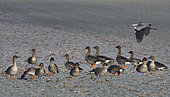 Tundra bean geese (Anser fabalis) on a maize field frosted after harvest, Sauer Delta Nature Reserve, Rhine river bank, Munchhausen, Alsace, France