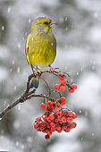 Greenfinch (Chloris chloris) on European mountain ash (Sorbus aucuparia) berries on a branche, Parc naturel régional des Vosges du Nord, France