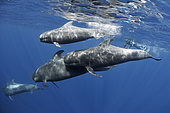 Pilot group. Calderón (Globicephala macrorhynchus) with naturalist photographer. Tenerife, Canary Islands. Photograph taken with the mandatory permits of the MAPAMA.