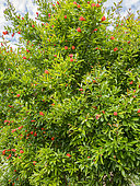 Dwarf Pomegranate 'Flore Pleno', Punica granatum 'Flore Pleno' in bloom