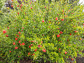 Dwarf Pomegranate 'Flore Pleno', Punica granatum 'Flore Pleno' in bloom
