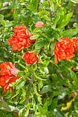 Dwarf Pomegranate 'Flore Pleno', Punica granatum 'Flore Pleno' flowers