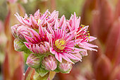 Mountain Houseleek, Sempervivum montanum, flowers