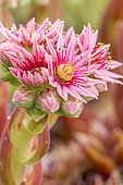 Mountain Houseleek, Sempervivum montanum, flowers
