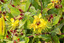 Albury purple (Hypericum x inodorum)