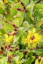 Albury purple (Hypericum x inodorum)