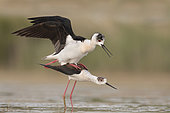 Mating Black-winged stilt, Rome, Italy, May 2020