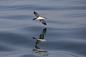 Mediterranean Shearwater (Puffinus yelkouan), Italy, May 2018