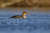 Red-breasted Merganser, Fiumicino, Roma, January 2021