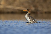 Red-breasted Merganser (Mergus serrator), Fiumicino, Roma, January 2021