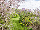 Kashgar tamarisk (Tamarix hispida), Judas tree (Cercis siliquastrum), Fruticetum of the École du Breuil, Paris, France