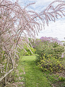 Kashgar tamarisk (Tamarix hispida), Judas tree (Cercis siliquastrum), Fruticetum of the École du Breuil, Paris, France