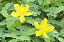 St John's Wort, Hypericum calycinum; flowers