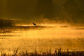 Red deer (Cervus elaphus) walking through pond in morning mood, golden light, rising mist, Lusatia, Saxony, Germany, Europe
