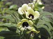 White henbane (Hyoscyamus albus), La Palma, Canary Islands, Spain, Europe
