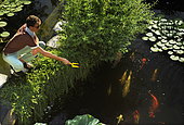 Feeding Koi Carps with pellets