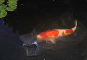 Kohaku Koi carp waiting to be released in pond