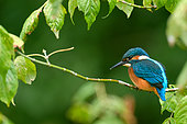 Martin pêcheur d'Europe (Alcedo atthis) guettant sa proie depuis un arbre sur la Loire, Val de Loire, France