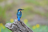 Martin pêcheur d'Europe (Alcedo Atthis) à l'affût sur les berges de la Loire, Val de Loire, France