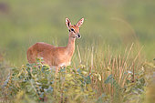 Oribi (Ourebia ourebi), Murchison Falls National park, Uganda