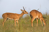 Oribi (Ourebia ourebi), Murchison Falls National park, Uganda