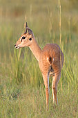 Oribi (Ourebia ourebi), Murchison Falls National park, Uganda