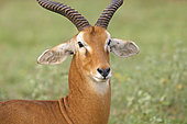 Uganda's Kob (Kobus thomasi), Murchison Falls National park, Uganda