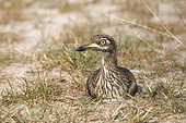 Water Thick-knee (Burhinus vermiculatus), Murchison falls National park, Uganda