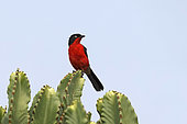 Black-headed Gonolek (Laniarius erythrogaster), Queen Elizabeth National park, Uganda