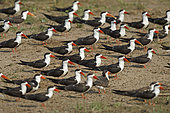 African skimmer (Rynchops flavirostris) on bank, Kazinga channel, Uganda