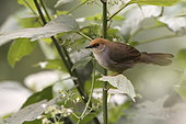Chubb's cisticola, Bwindi impenetrable forest, Uganda