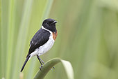 African Stonechat (Saxicola torquata), Lake Bynuoni, Uganda