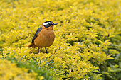 White-brpwed Robin-chat (Cossypha heuglini) on bush, Lake Bunyoni, Kisoro, Uganda