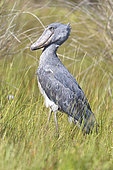 Shoebill (Balaeniceps rex), Mabamba wetland, Uganda