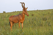 Lelwel Hartebeest (Alcelaphus lelwel), Murchison National Park, Uganda