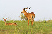 Uganda's Kob (Kobus thomasi), Murchison Falls National park, Uganda